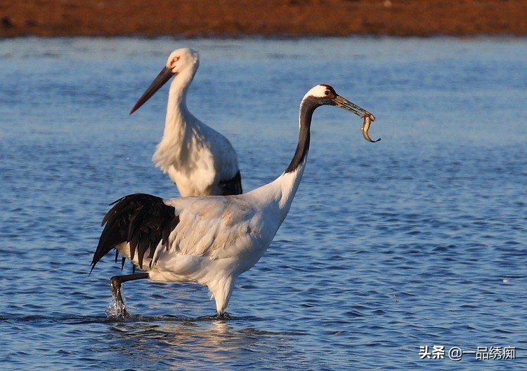 鸟类名字生僻字,带有鸟字的生僻字