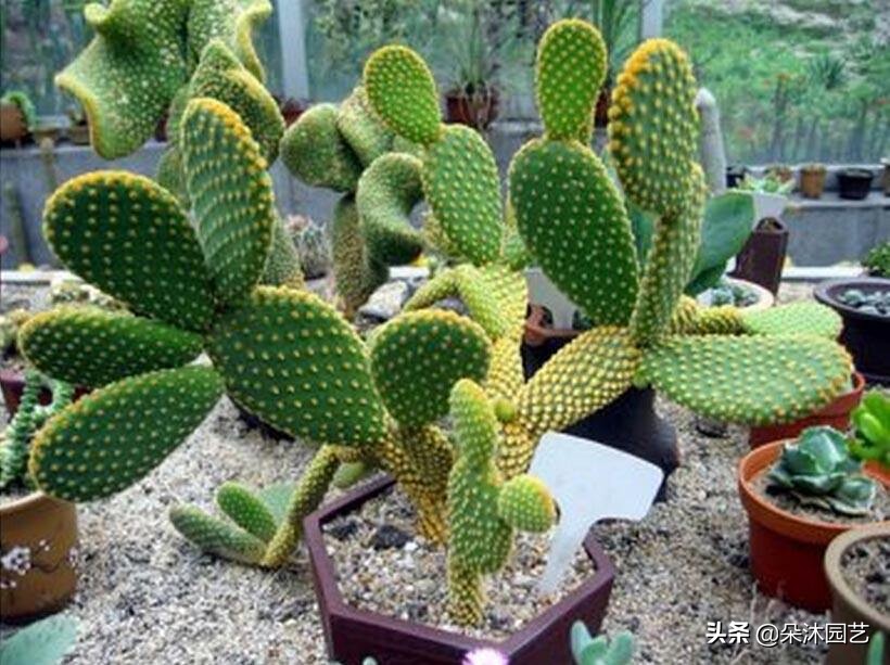 啥是草本,什么叫草本和木本