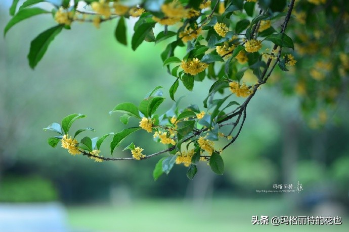 历史悠久的十大名花（海量美图），你选哪个做国花？