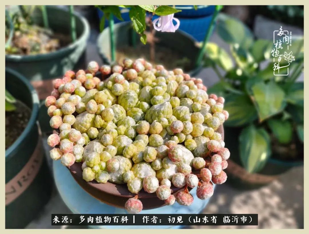 和多肉植物相伴,和多肉相处的心情