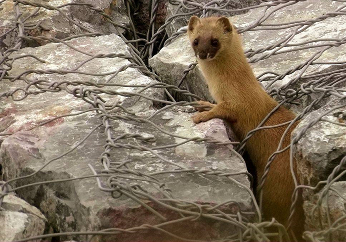 黄鼠狼偷鸡历史,黄鼠狼先后两次偷鸡
