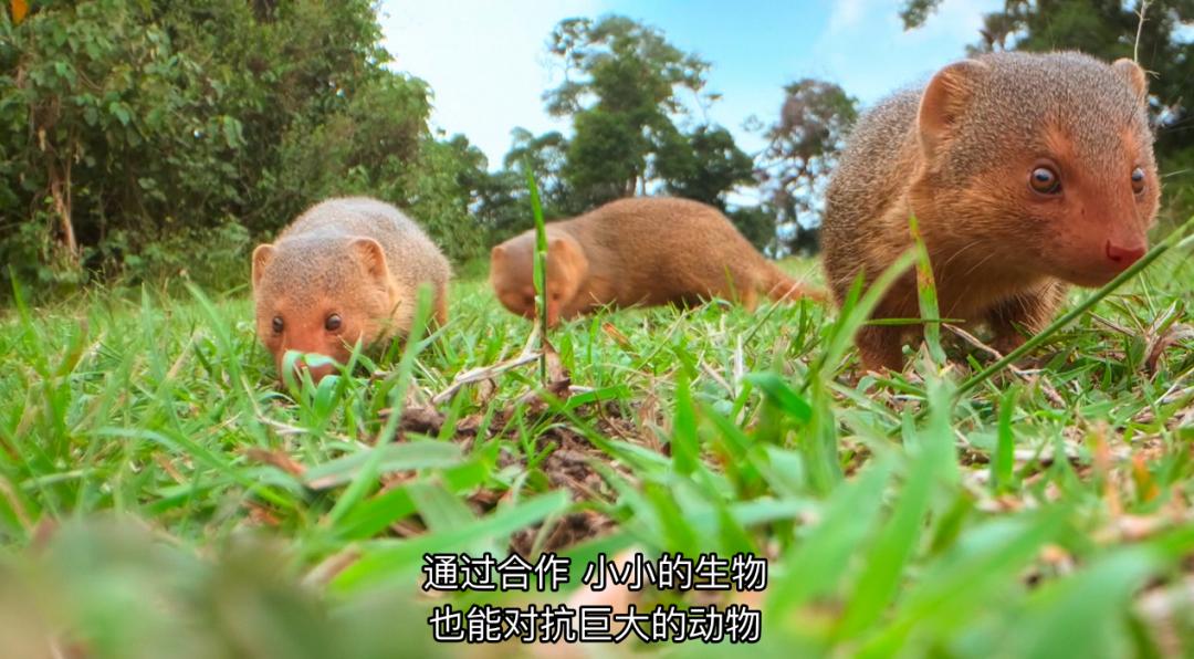 豆瓣9.6！娃刷到停不下来，还能看出人生大道理