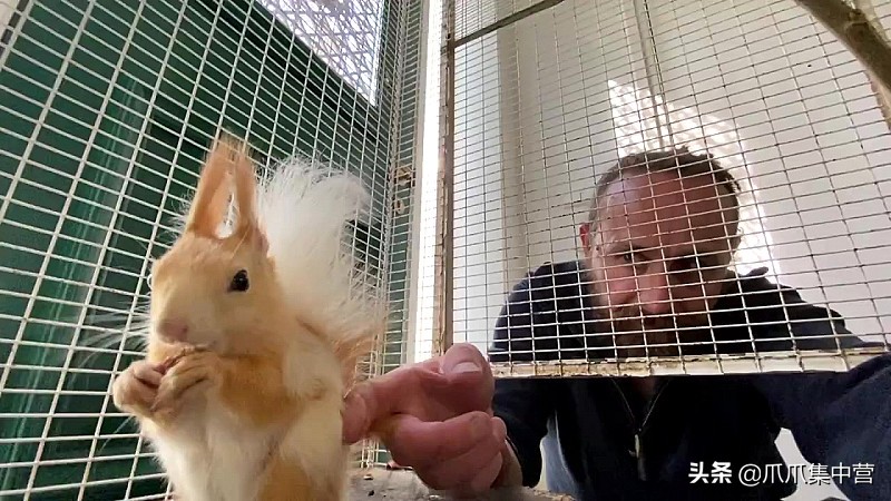 宠物松鼠当妈妈了，好心帮它清理小窝，它却把松鼠宝宝扔了？