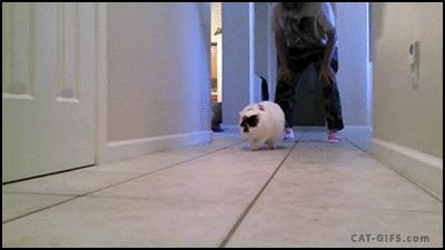 一开门猫咪就冲进卧室,猫咪越狱刚把门打开