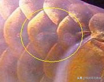 龙鱼大面积蚀鳞,龙鱼大面积烂鳞什么原因
