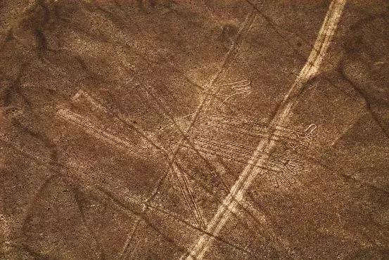 长相可爱但是战斗力爆棚的犬,有些狗虽然外表看起来靓丽可爱