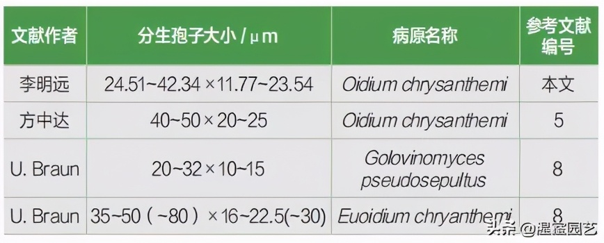 菊花白锈病症状,菊花白粉病的鉴定与防治