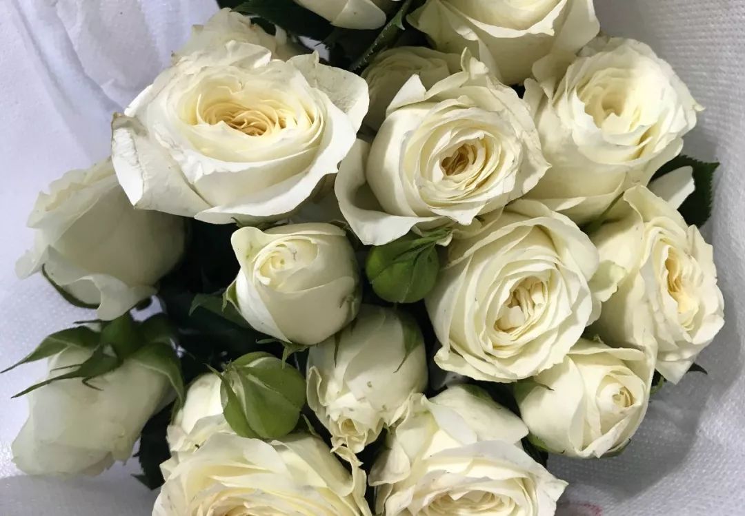 推荐几款玫瑰,哪几种玫瑰值得入手