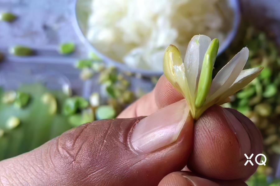 一棵树手工甜品,一棵树糖水