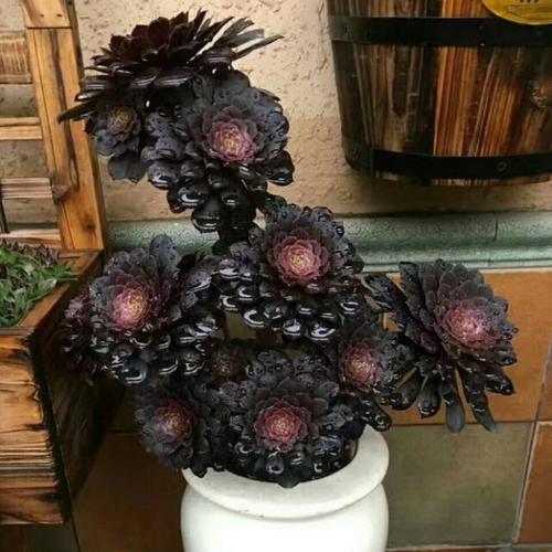 黑法师叶子黑点一碰就掉怎么办,黑法师叶子光落怎么办