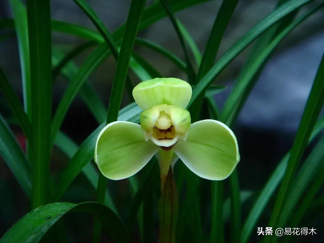 兰花原种老苗是什么,兰花组培和原种有什么区别