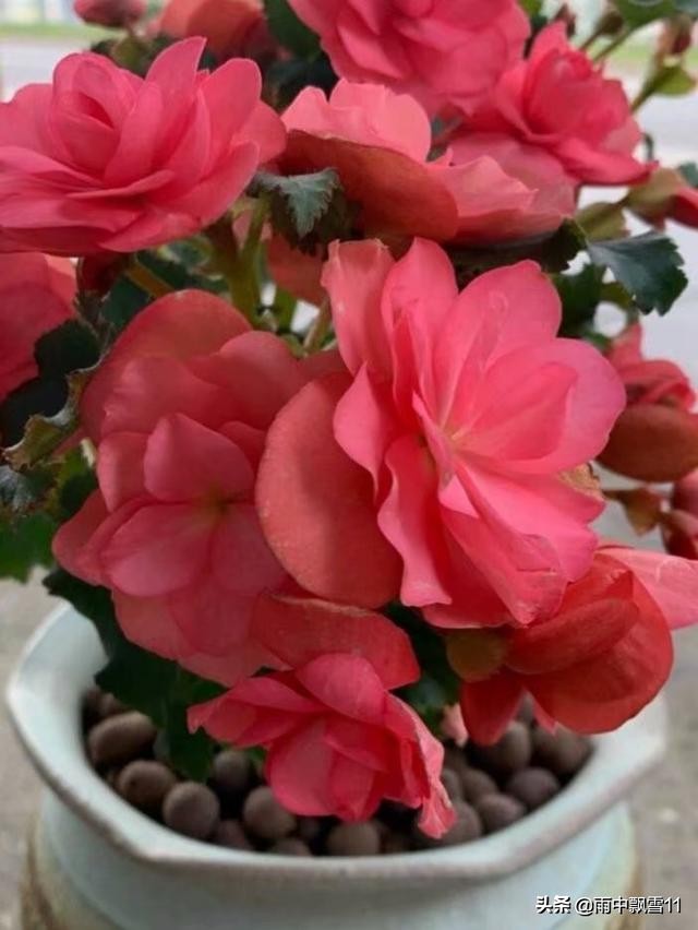 玫瑰海棠发新芽什么时候能开花,玫瑰海棠花秋冬怎么养护