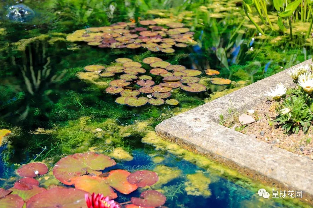 二木带你游花园|邱园（kewgarden）离我们到底有多远？