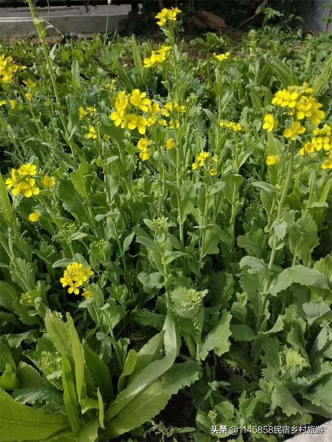 蓟州甜井水农家院,蓟州区车神架景区农家院
