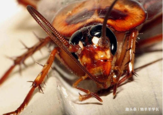 杀不死的动物有哪些,四大杀人不死的动物