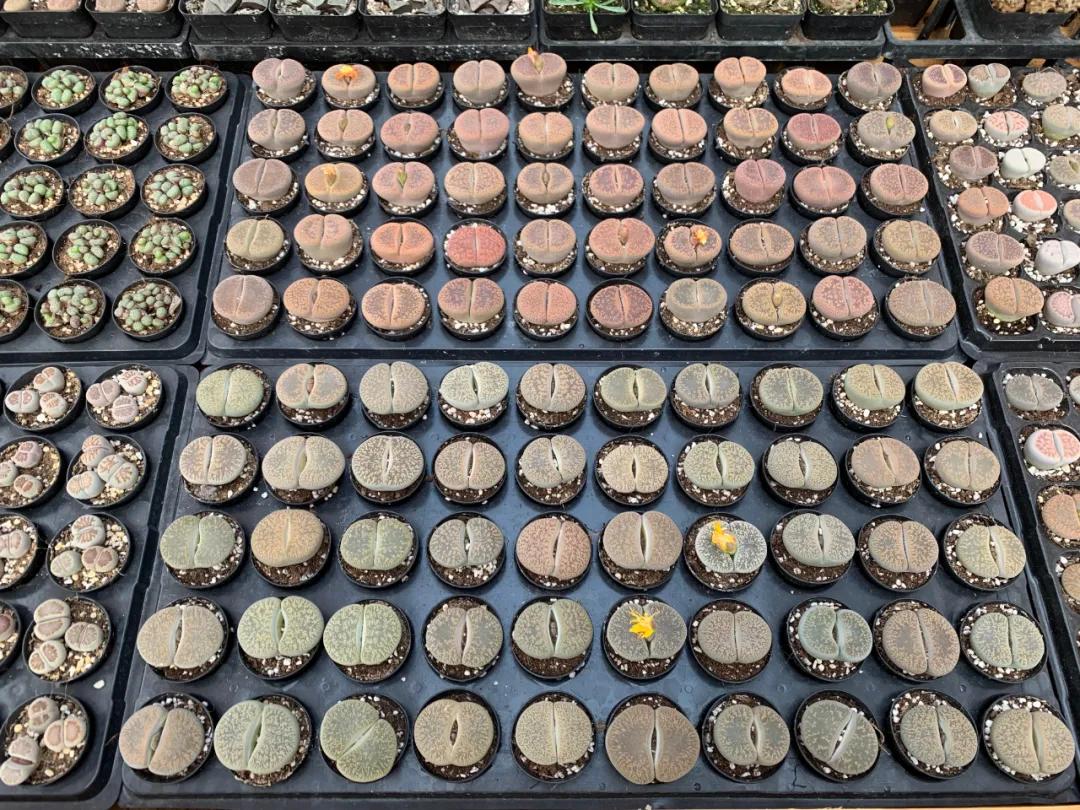 这个年销量上亿株多肉的县城，举办了首届多肉电商节