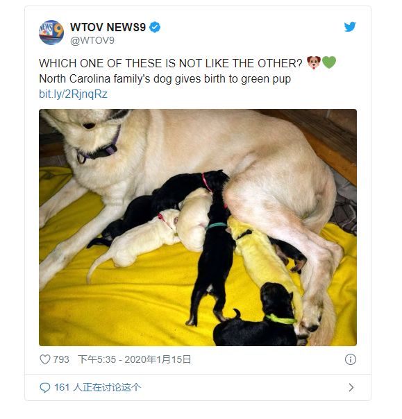 狗妈妈生下六只狗宝宝,狗妈妈5天产下31只狗崽创世界纪录