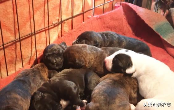 南阳狗市哈士奇多少一只,哈士奇小狗多少钱一只农村