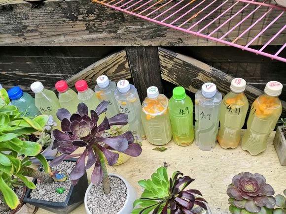 绿萝最爱的4种东西,四种让绿萝疯长的东西