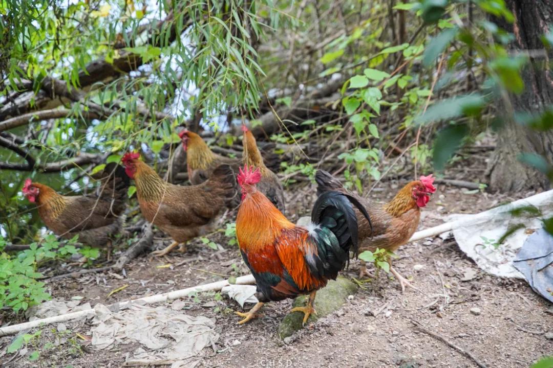 口碑最好的农庄老店,本地人带路