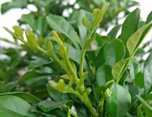 花叶子冒水珠怎么养,花叶子哗哗掉