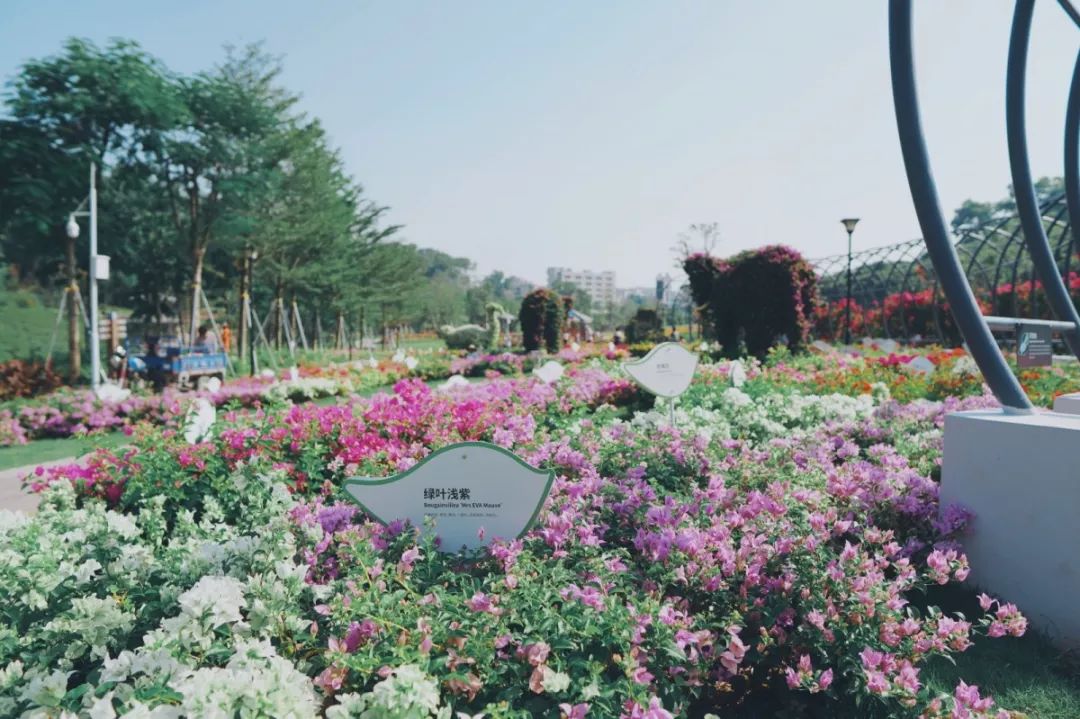 人少还免门票！深圳这片5000000㎡新公园美翻了，“神仙花谷”