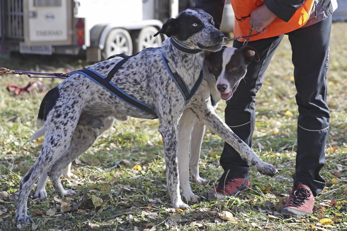 你的狗狗有多倔,脾气很倔的三种狗狗