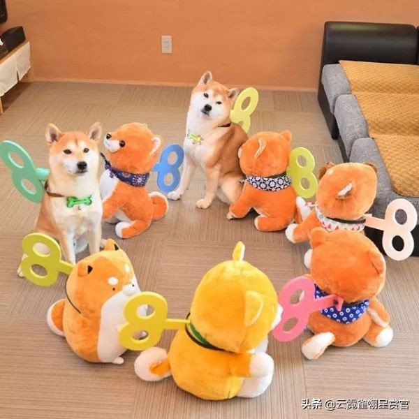 日本一博主给自家的两只柴犬买了几十只玩偶每天上演真实版找不同