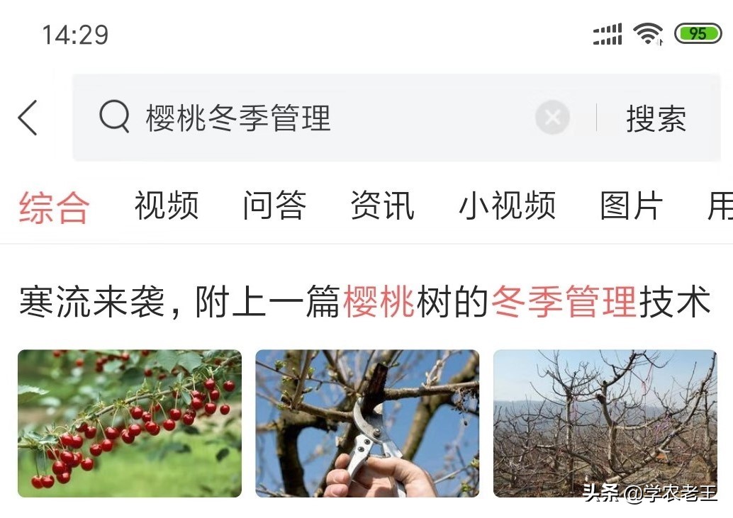 大樱桃九月份病虫害和肥水管理,大樱桃病虫害全年防治方法直播间