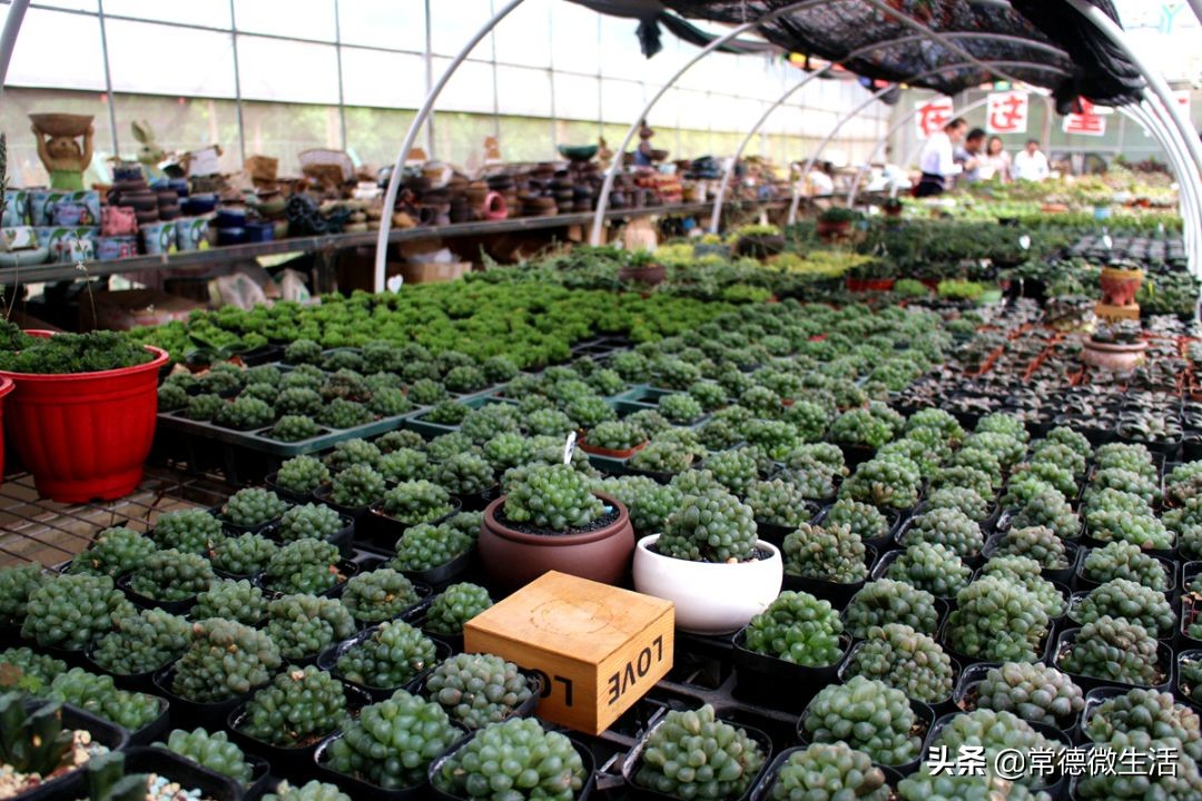 常德丹洲大草原介绍,丹洲草原风景