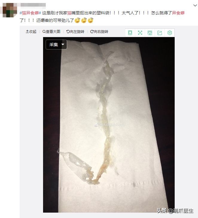 猫乱吃的食物太多样化,猫乱吃东西会吐吗