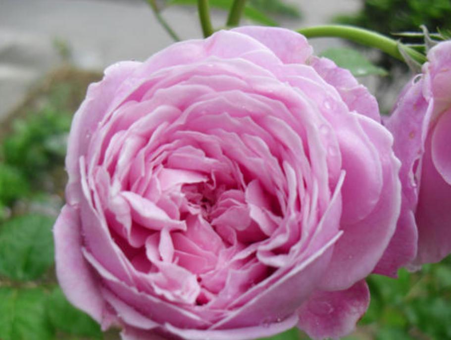 藤本月季自由精神,藤本月季自由精神和欢迎的区别