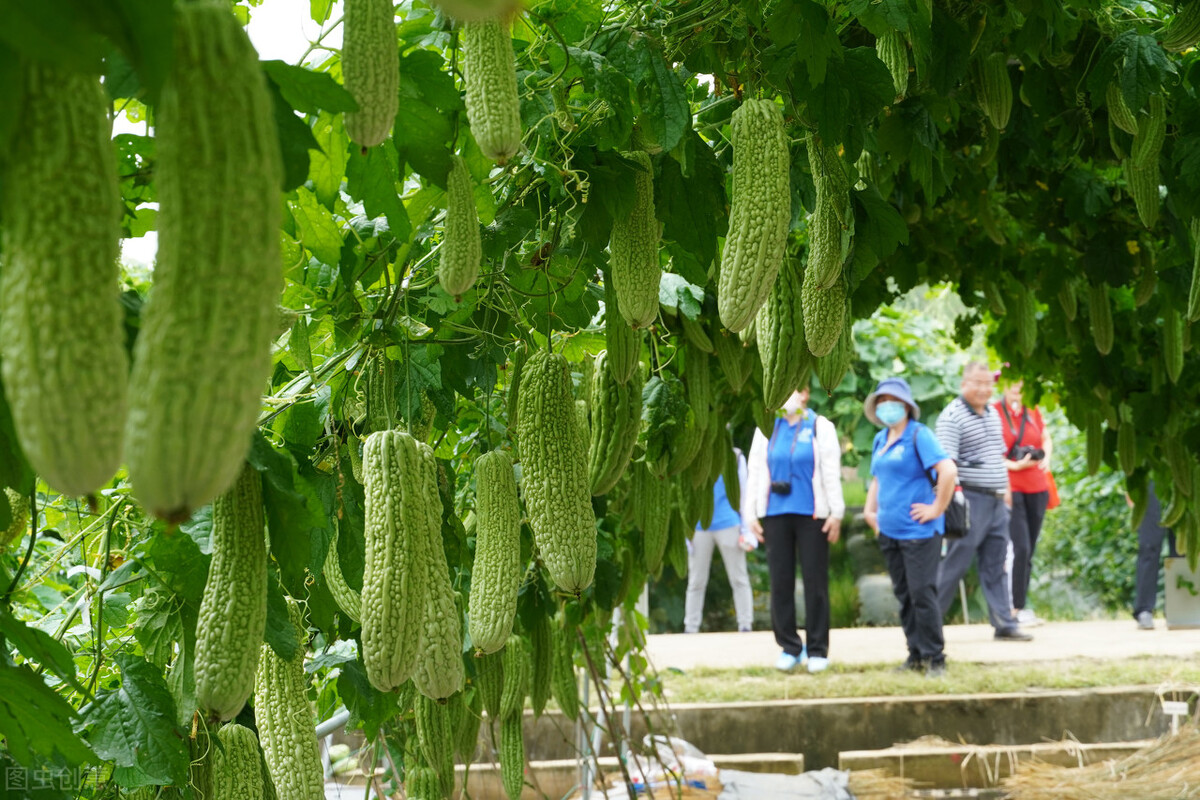广西农业外资项目管理中心推进农业外贸项目实施助力乡村振兴