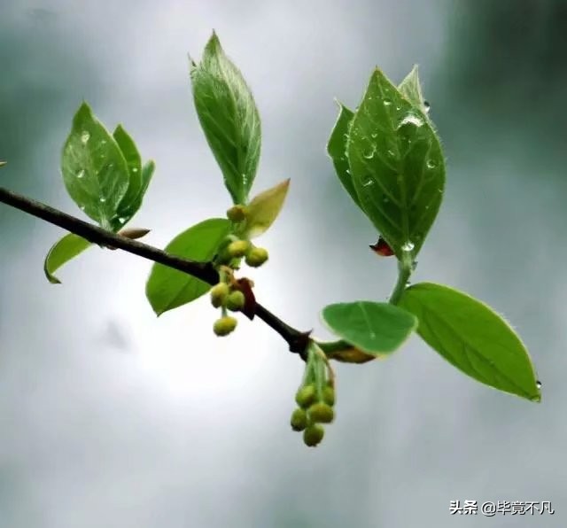 关于清明节的古诗词朗诵,清明节的童谣俗语古诗词