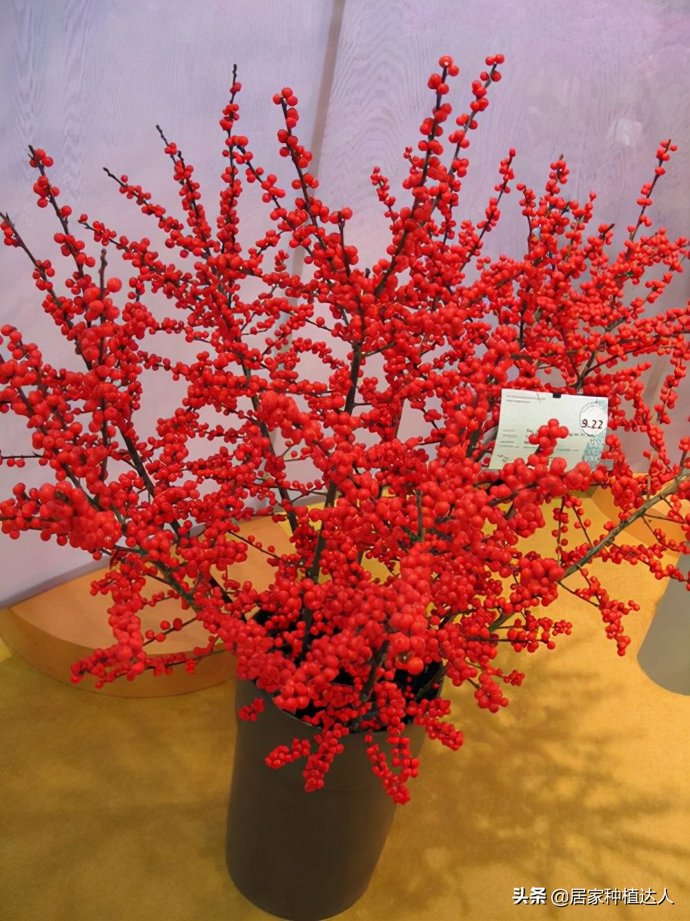 北美冬青开花图片,北美冬青的叶子