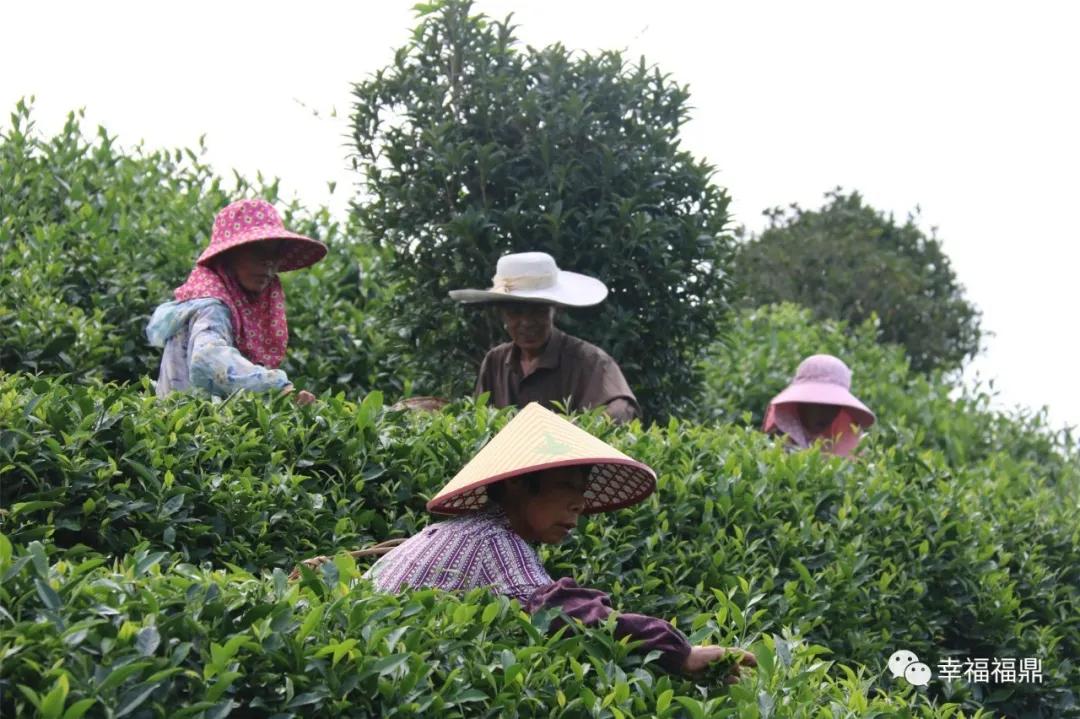 福鼎:茶林共生,这样的茶园真不错