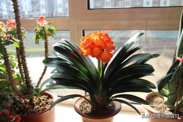 夹箭如何解决,正确养三棱箭方法