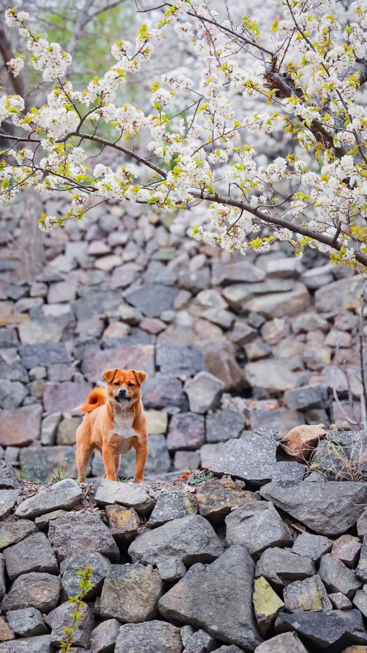 日照最美桃源,寻找最美春天日照惊艳全城