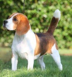 世界上一百种狗的图片,世界十种名贵狗