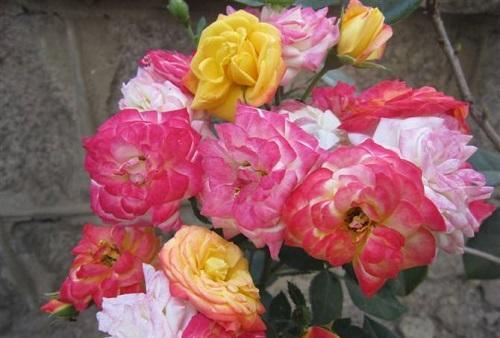 这五种花千万别养,这几种花不用买剪个叶子就能活