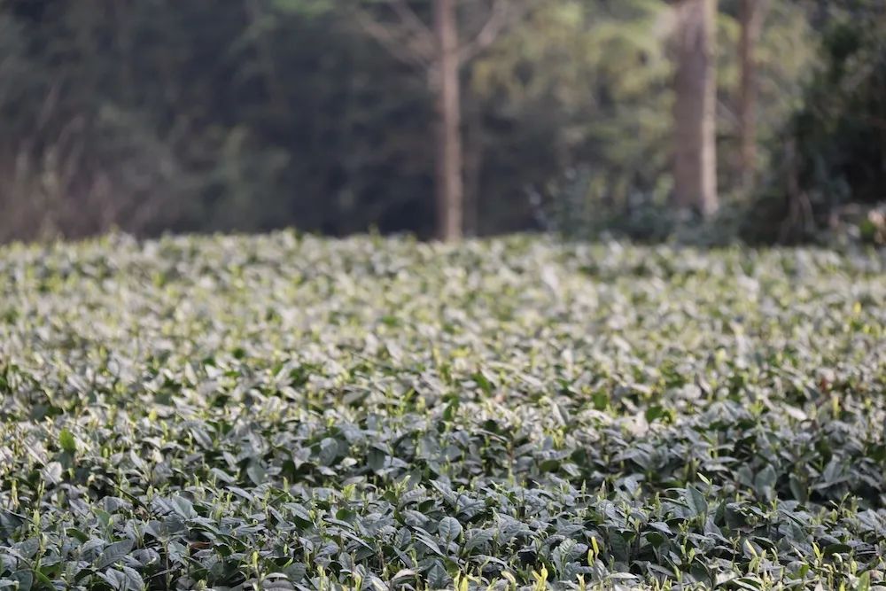 早上6点，去蒙顶山买茶是一种什么体验？