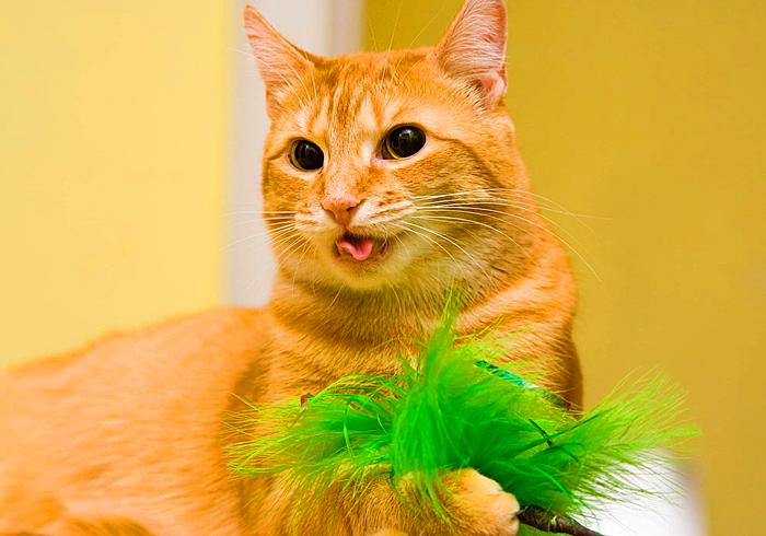 猫咪为什么变得异常警惕,猫哮喘和猫咳嗽怎么区分