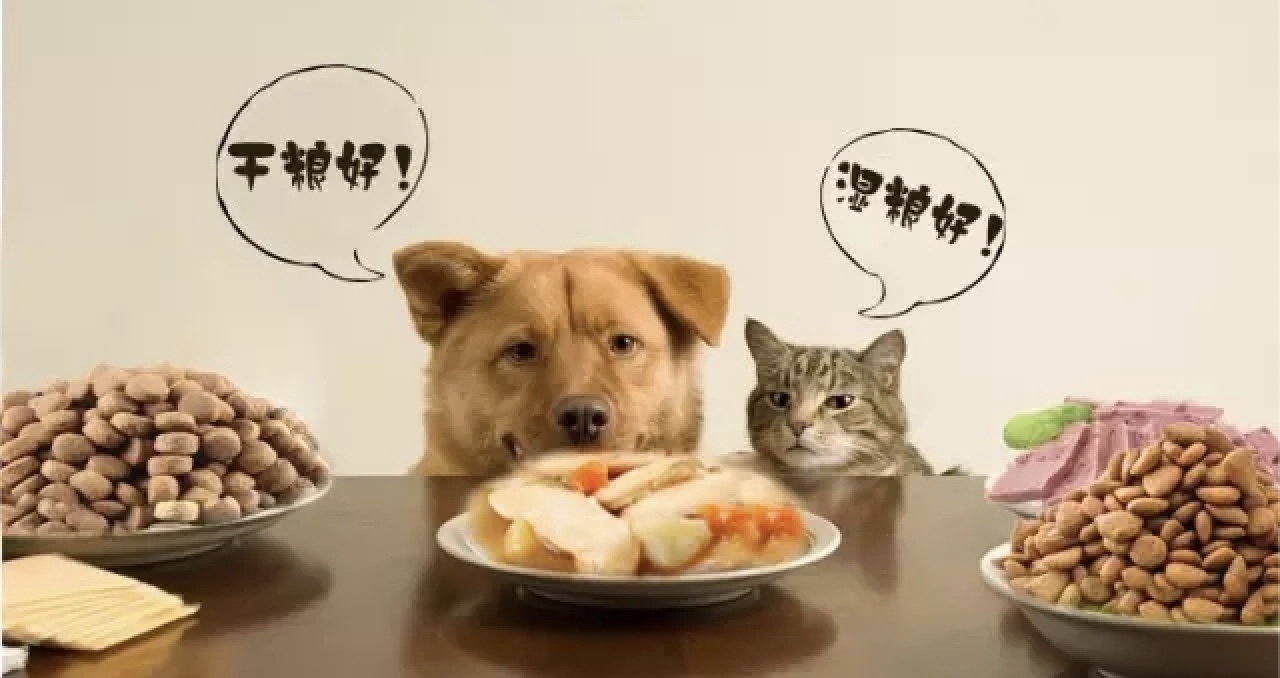 进口猫粮怎么买才能买到正品,2021进口猫粮指南