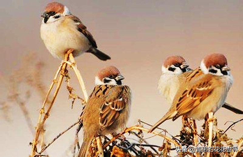 养野鸟怎么训练不飞走,怎样让野鸟在自己家里筑巢