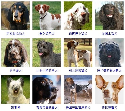 宠物狗品种图片大全柴犬,宠物狗品种图片大全茶杯犬