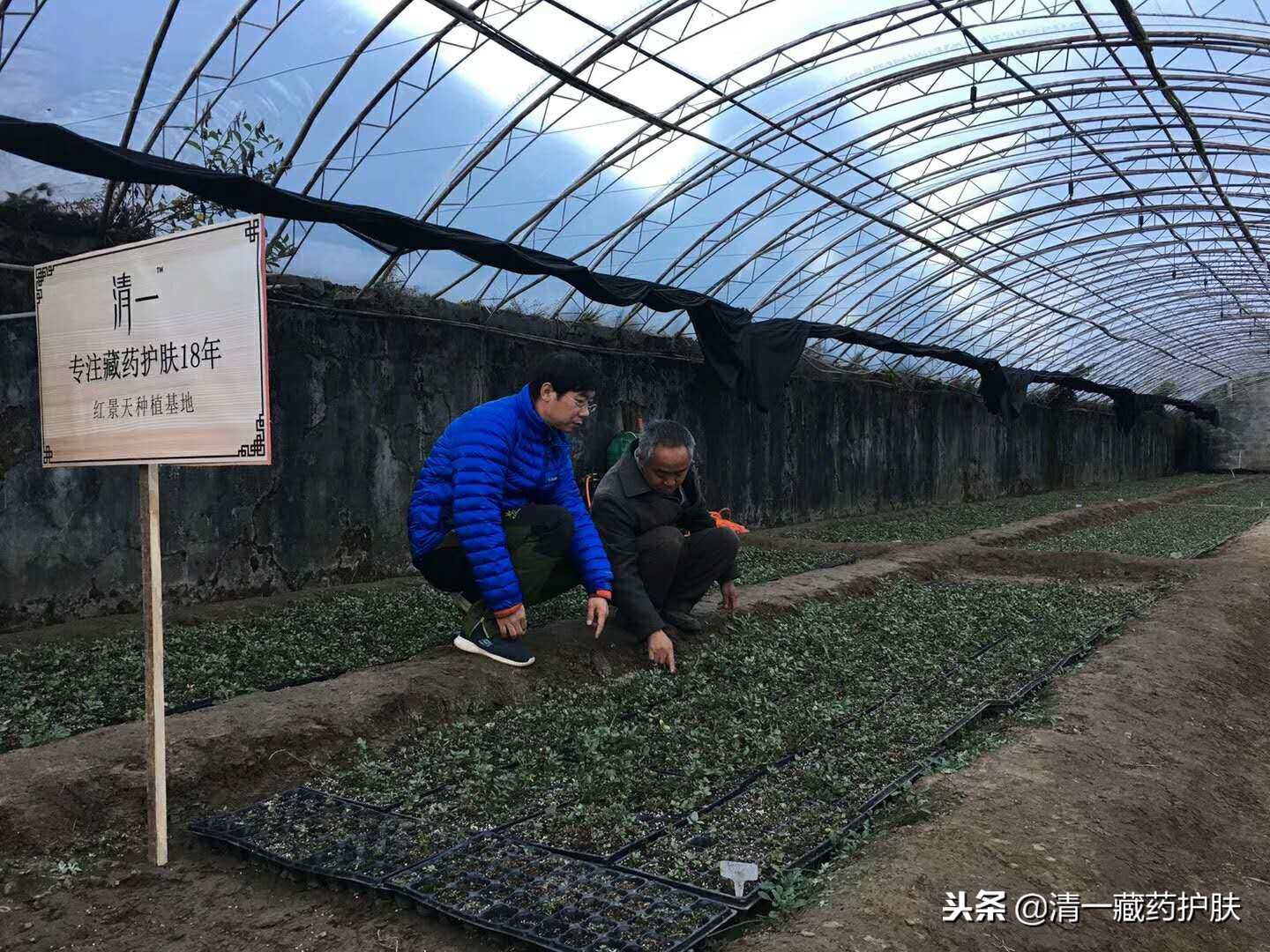 清一产品,清一护肤品口碑怎么样