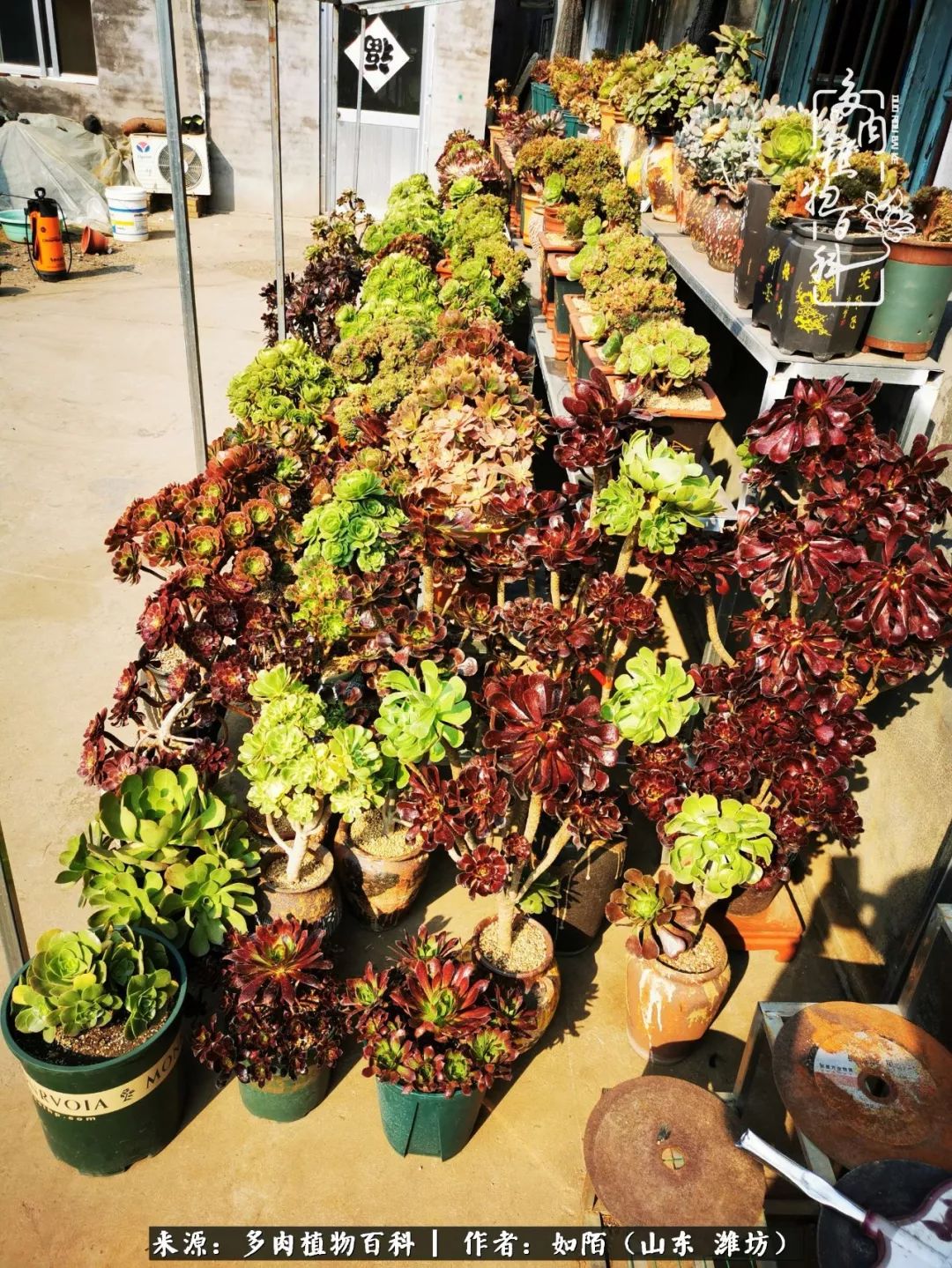 凤凰涅槃，浴火重生！多肉法师圣斗士们的秋天！（附养护经验）