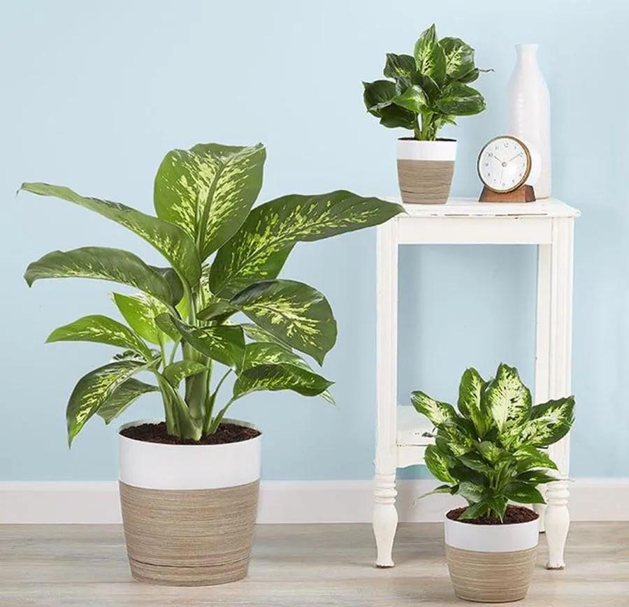 除甲醛排名第一的植物是绿萝吗,新房除甲醛是植物好还是活性炭好