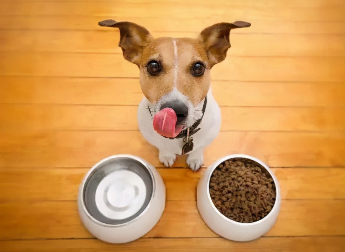 狗狗如果不听话就让它怕你,对狗狗做5件事它可能会讨厌你