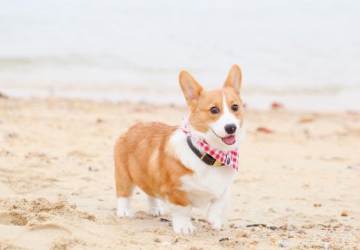 柯基的优点和缺点,柯基狗有什么优点吗